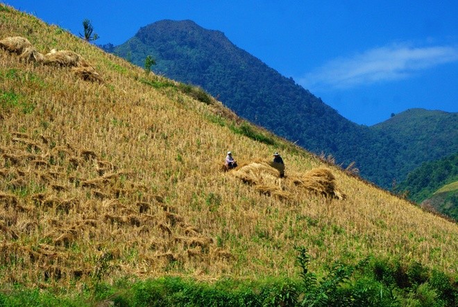 Terraced paddy fields in Chieng An - ảnh 7